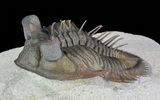 Tower Eyed Erbenochile Trilobite - Top Quality #69569-2